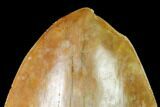 Serrated, Fossil Megalodon Tooth With Pathological Tip! #148967-3